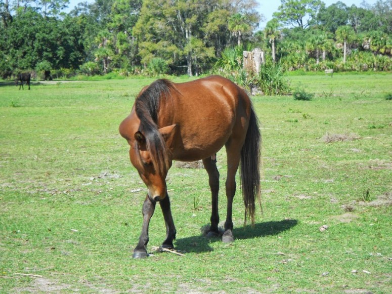 Horse on Cumberland Island