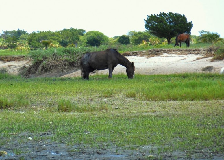 horse in marsh on Cumberland